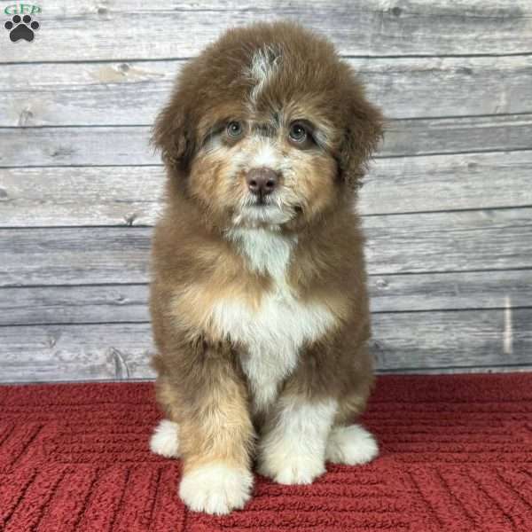 Rover, Mini Aussiedoodle Puppy